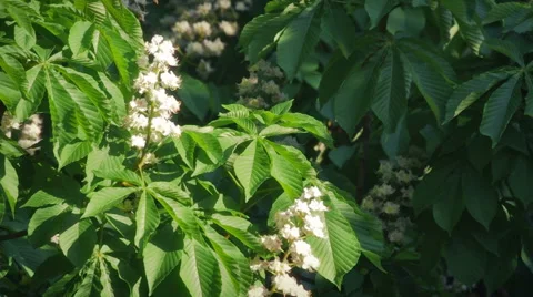 Blossoming Chestnut Stock Footage 51000822