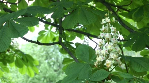 Blossoming chestnut in a garden Stock Footage