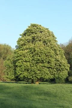 Blossoming chestnut Stock Photos