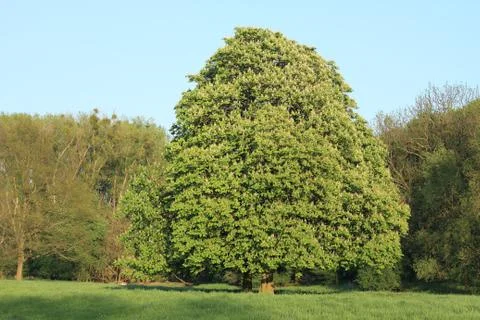 Blossoming chestnut Stock Photos