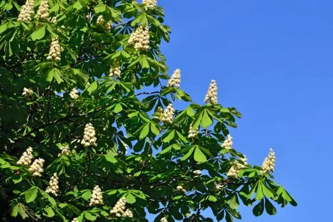 Blossoming chestnut Stock Photos