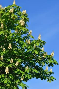 Blossoming chestnut Stock Photos