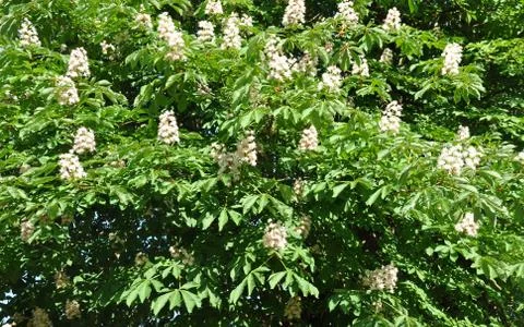 Blossoming chestnut Stock Photos