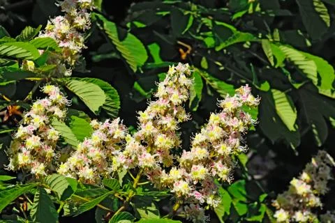 Blossoming chestnut Stock Photos