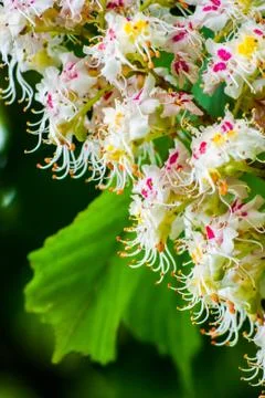 Blossoming chestnut tree in spring, close-up Stock Photos