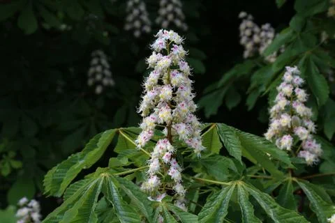 Blossoming chestnut tree in spring closeup. Nature Stock Photos