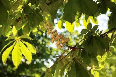 Blossoming chestnut tree in spring closeup. Nature Stock Photos