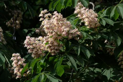 Blossoming chestnut tree in spring closeup. Nature Stock Photos