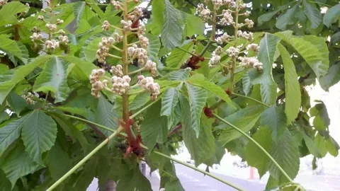 Blossoming chestnut tree in spring detail Stockbeeldmateriaal 316988383