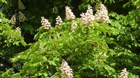 Blossoming chestnut tree in spring Stock Footage 63316804