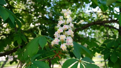 Blossoming chestnut tree in spring. 스톡 동영상 89787175