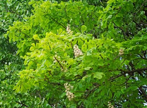 Blossoming chestnut tree in the spring Foto stock