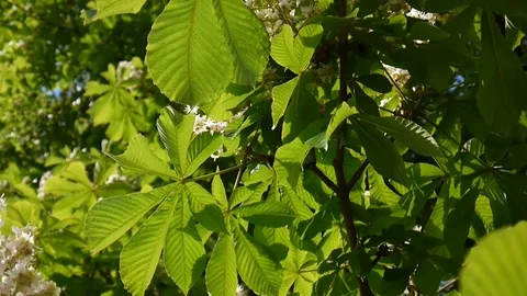 Blossoming chestnut tree in spring. Video is shot with a static camera. Stock Footage