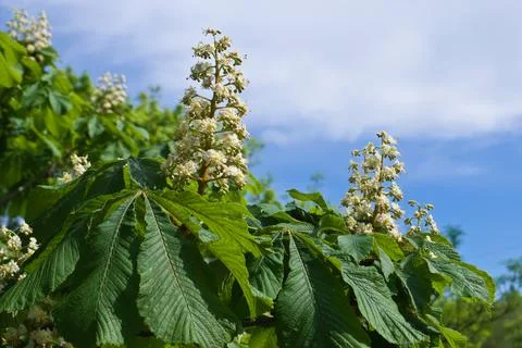 Blossoming chestnuts Stock Photos