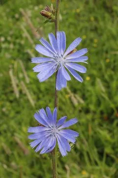 Blossoming chicory, stem close up, for packaging and design Stock Photos