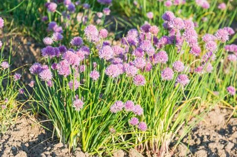 Blossoming chive Stock Photos