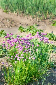 Blossoming chive Stock Photos