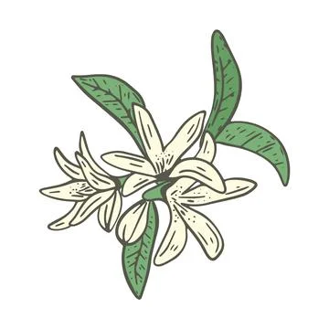 Blossoming citrus tree vector illustration Stock Illustration