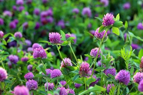 The blossoming clover Stock Photos