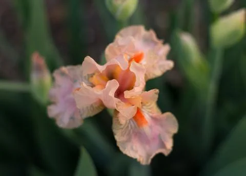 Blossoming cream beige iris acoma flower close-up Stock Photos