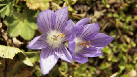 Blossoming Crocus Time lapse 4K Stock-Footage 83782901