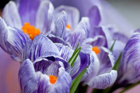 Blossoming crocuses Stock Photos
