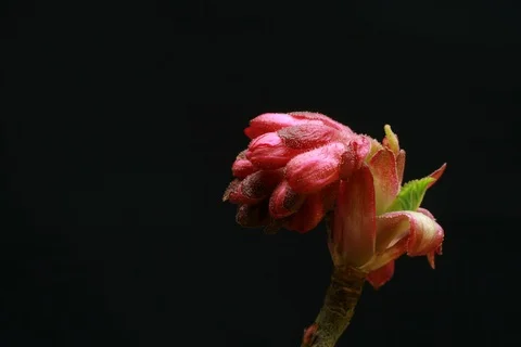 Blossoming currant. Timelapse Video stock 109296210