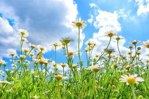 Blossoming Daisies Against Blue Sky with White Clouds Stockfoto's