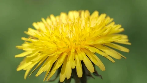 Blossoming dandelion close up Stock Footage 75055615