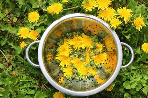 Blossoming dandelion Stock Photos