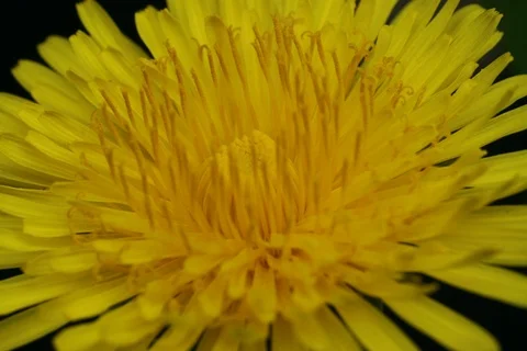 Blossoming dandelion. Timelaps Stock Footage 109486118