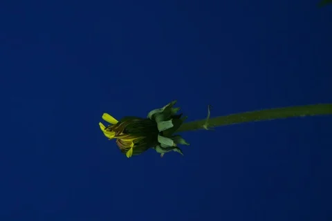 Blossoming dandelion. Timelaps Stock Footage 109496135