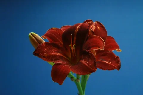 Blossoming daylily. Timelapse Video stock 109031355