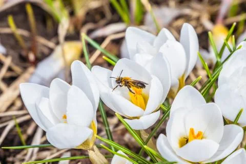 Blossoming early spring white crocus flowers with bee Stock Photos