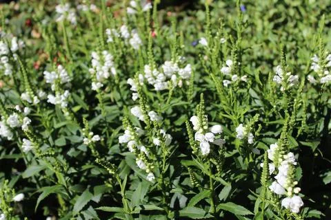 Blossoming false dragonhead Stock Photos