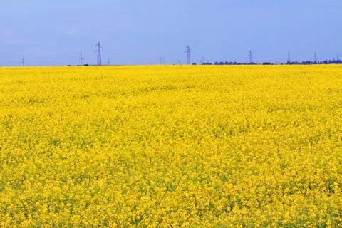 Blossoming fields with rapeseed Stock Photos