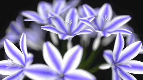Blossoming flower on black. 3D render Stock Footage 260898023