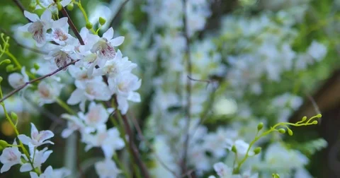 Blossoming flower in spring Stock Footage 71752426