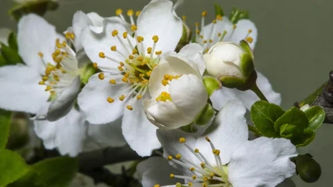 This is the blossoming flowers of the apple tree. Stockbeeldmateriaal 205040311