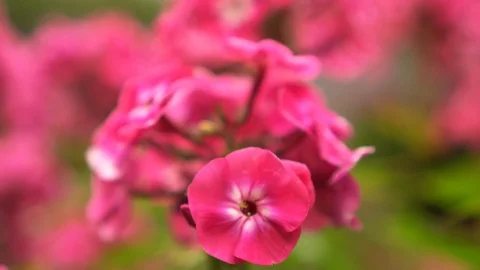 Blossoming Flowers Stock Footage 114665985