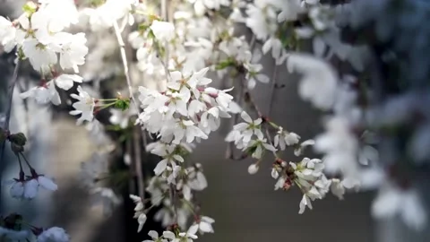 Blossoming flowers on tree close up Shamong New Jersey 4k Stock Footage 274844315