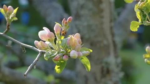 The blossoming flowers of the tree in Estonia Stock Footage 172192243
