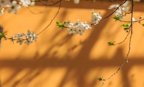 Blossoming flowers on a tree Stock Photos