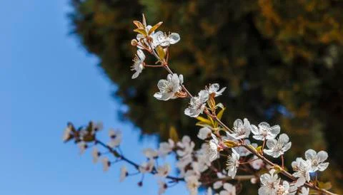 Blossoming flowers on a tree Stock Photos