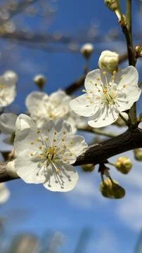 Blossoming flowers on a tree in spring Stock Photos