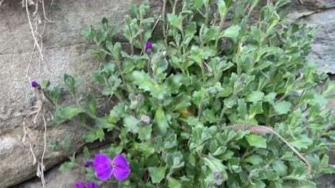 Blossoming flowers of wild violets Spring bloom Stock Footage 236261615