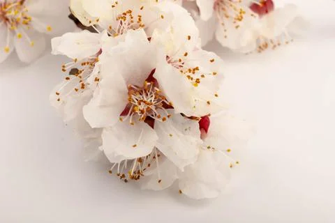 Blossoming fruit branch. Blooming fruit branches. Apricot blossoms on a whi.. Stock Photos