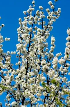 The blossoming fruit tree against the sky, the blue sky Stock Photos