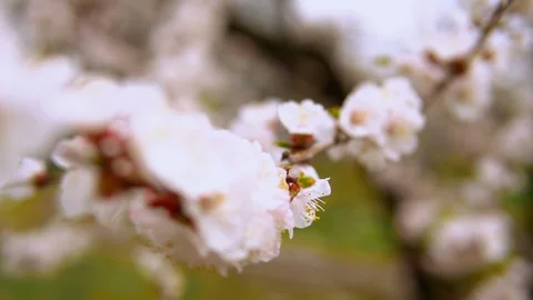 Blossoming fruit tree Stock Footage 90733344