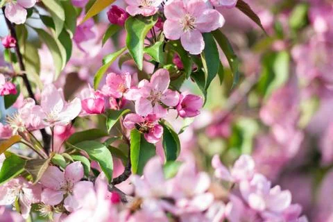 Blossoming fruit tree Foto stock